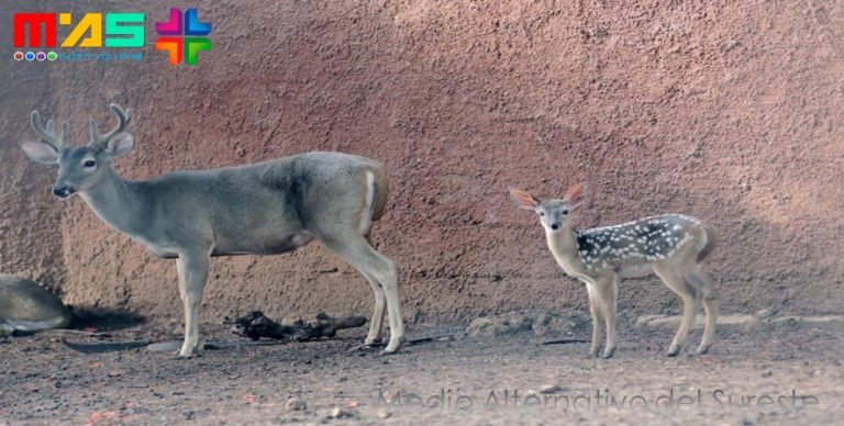 El Centenario y Animaya cierran 2016 con la reproducción de 90 nuevos inquilinos de 24 especies