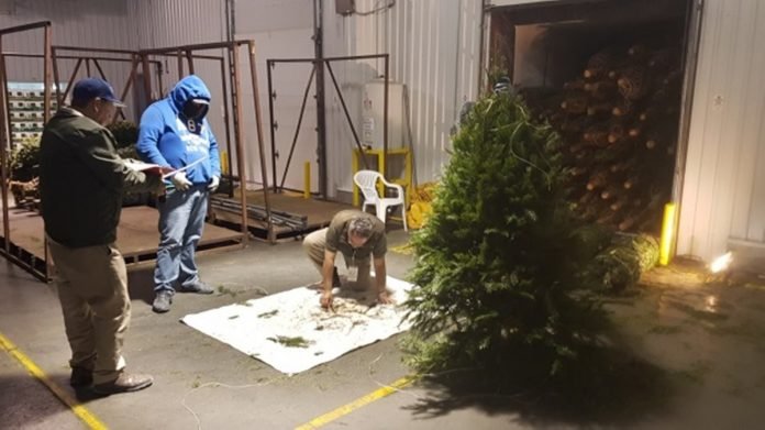 arboles de navidad
