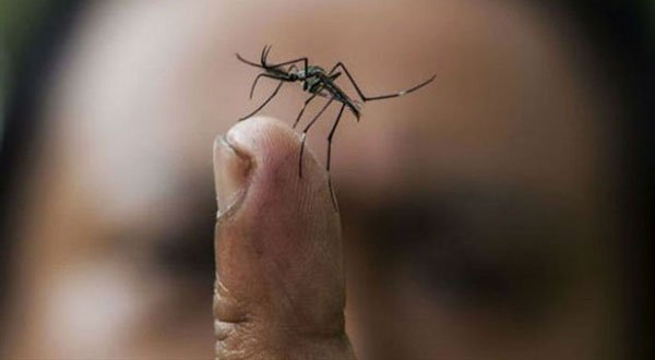 Reaparición de Chikungunya y disminución de dengue y Zika, marcan historia en Yucatán