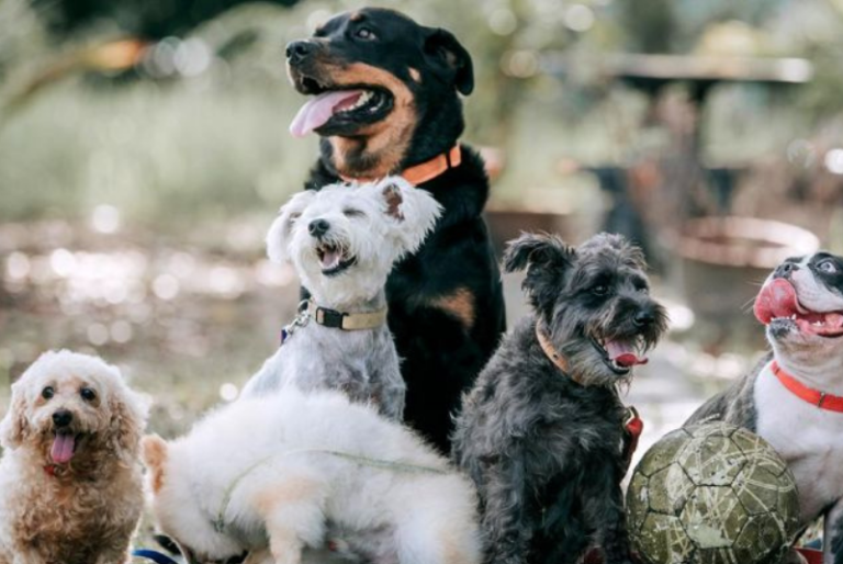 Estas son las raza de perro más longevas