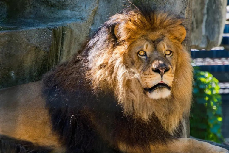 León se devora a un hombre tras intentar robar un cachorro de su jaula