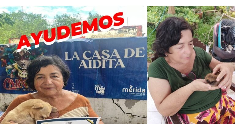 «La Casa de Aidita»: Un refugio en Mérida que busca familias para sus perritos y gatitos